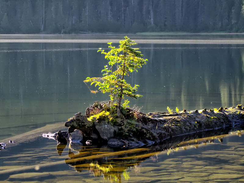 New life growing from old, Ghost Lake, South Cariboo, BC